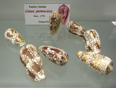 Conus
                          pennaceus