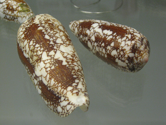 Conus pennaceus, Nahaufnahme