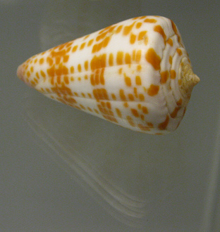 Conus tessulatus, primer plano