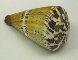 Conus capitaneus, Nahaufnahme