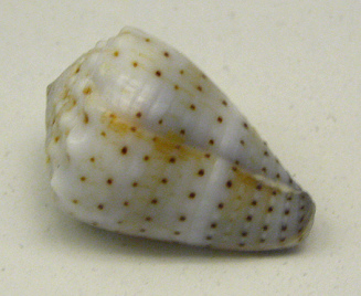 Conus abbreviatus, Nahaufnahme