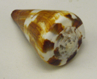 Conus vitelinus, primer plano
