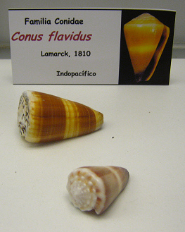 Conus flavidus