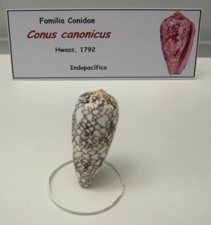 Conus
                          canonicus