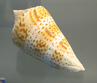 Conus delesserti, primer plano