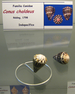 Conus chaldeus