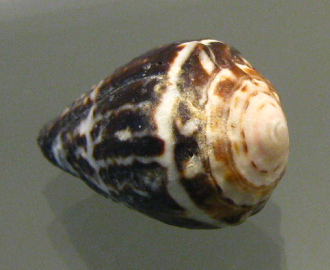 Conus chaldeus, primer plano