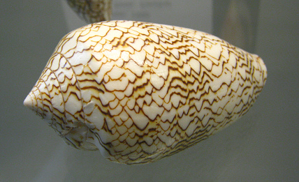 Conus textile suzannae, primer plano