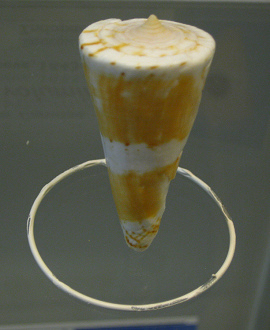 Conus voluminalis, primer plano