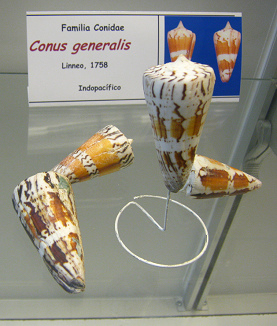 Conus generalis