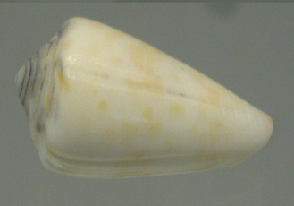 Conus marmoreus suffusus, Nahaufnahme