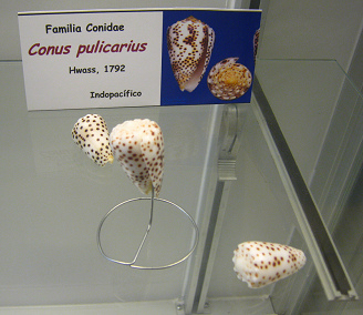 Conus pulicarius