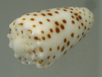 Conus pulicarius, primer plano