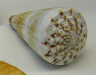 Conus distans, Nahaufnahme 02