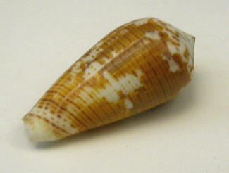 Conus striolatus, primer plano