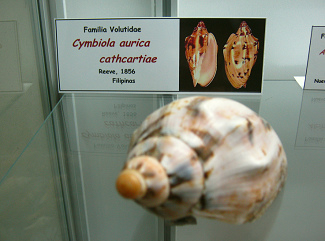 Cymbiola aurica cathcartiae