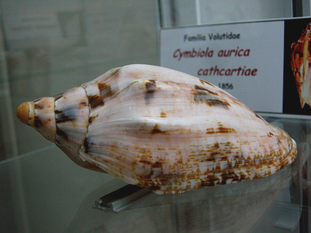 Cymbiola aurica cathcartiae, primer
                          plano