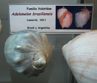 Adelomelon brasiliensis