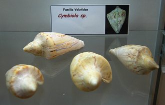Cymbiola sp