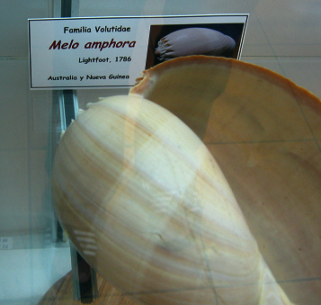 Melo amphora, placa