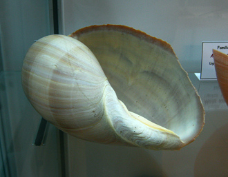 Melo
                          amphora