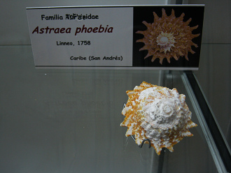 Astraea phoebia