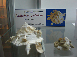 Xenophora pallidula