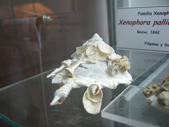 Xenophora pallidula, Nahaufnahme
