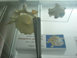Xenophora pallidula, Sicht von
                                  unten