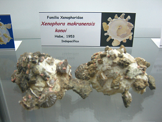 Xenophora makranensis konoi