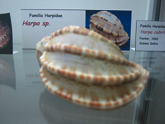 Harpa sp