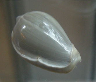 Marginella ventricosa,
                                  Nahaufnahme 02