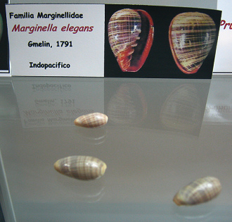 Marginella elegans
