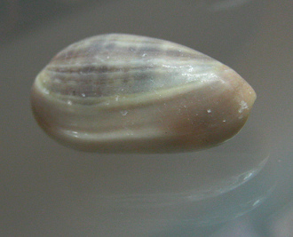 Marginella elegans, Nahaufnahme