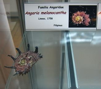 Angaria melanocantha