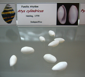 Atys cylindricus