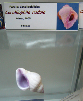 Coralliophila radula