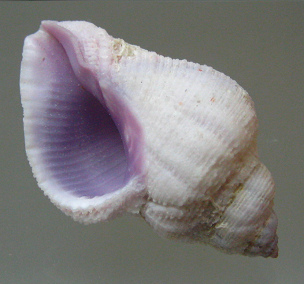 Coralliophila radula, Nahaufnahme