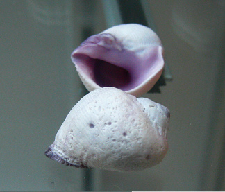 Coralliophila violacea, Nahaufnahme