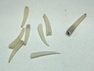Dentalium octangulatum, Nahaufnahme