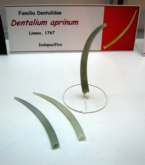 Dentalium aprinum