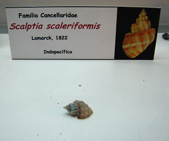 Scalptia scaleriformis