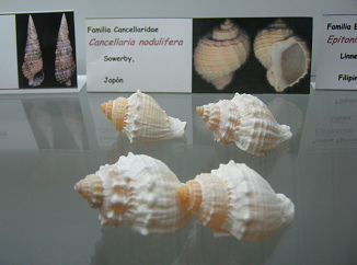 Cancellaria nodulifera