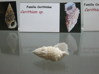 Cerithium sp