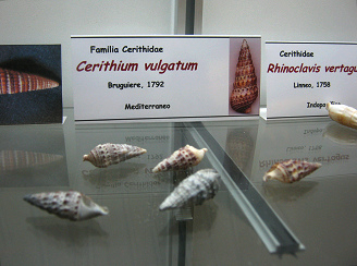 Cerithium vulgatum
