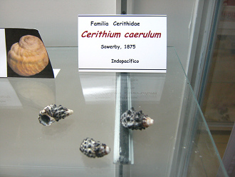 Cerithium caerulum