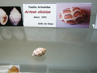 Acteon eloisiae