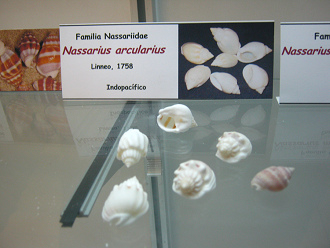 Nassarius arcularius