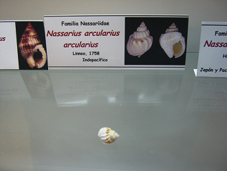 Nassarius arcularius arcularius