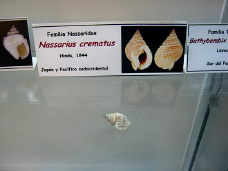 Nassarius crematus